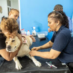 Zoonosis Brown realiza operativos gratuitos de castración en José Mármol