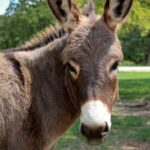 Ni pollo ni cerdo: ahora impulsan carne de burro a $7.500 mientras el asado se vuelve inalcanzable para millones